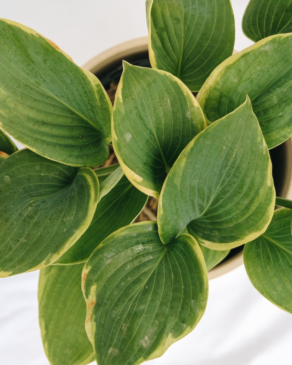 Frances Williams Hosta - LandscapeDirect