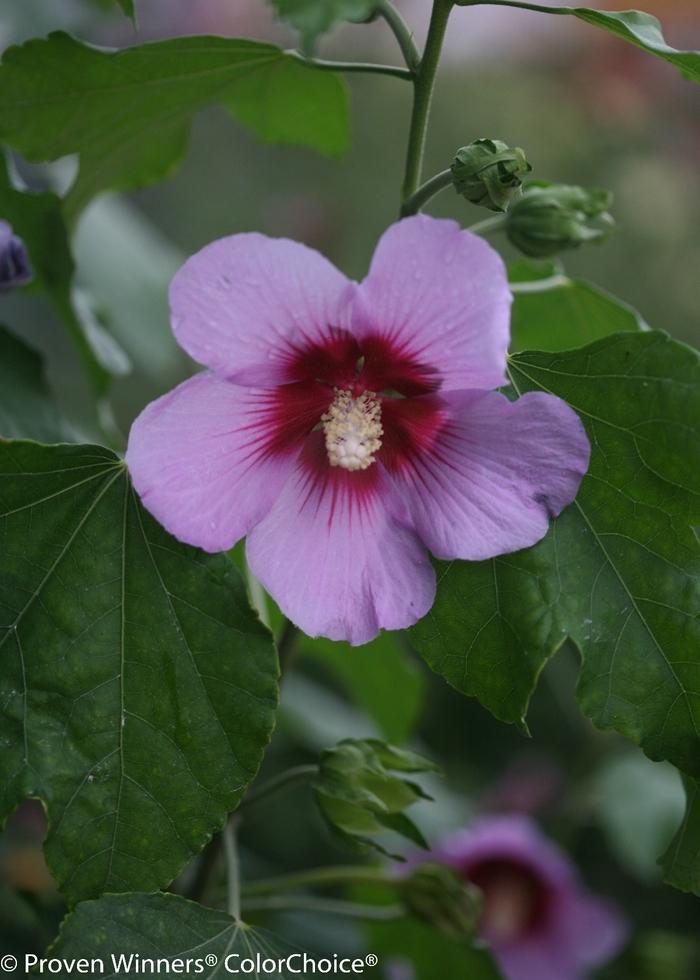 Full Blast Hibiscus