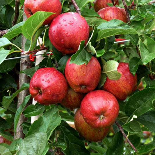 Gala Apple