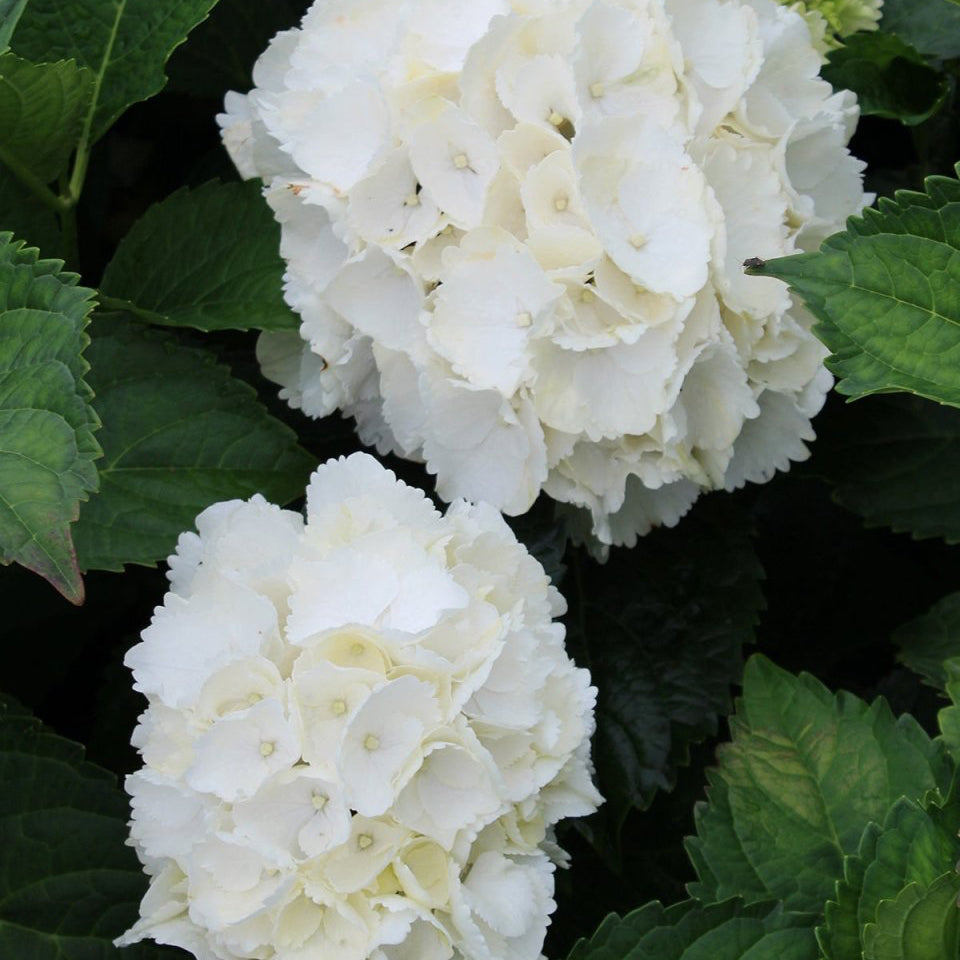 Galaxy White Bigleaf Hydrangea - LandscapeDirect