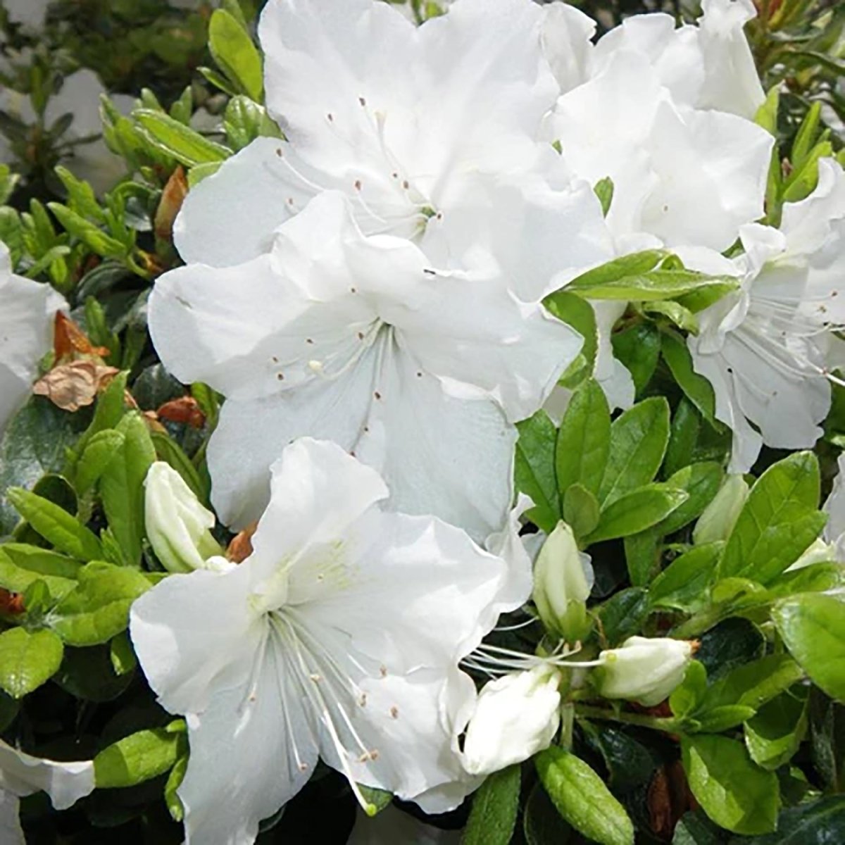 Girard's Pleasant White Azalea - LandscapeDirect
