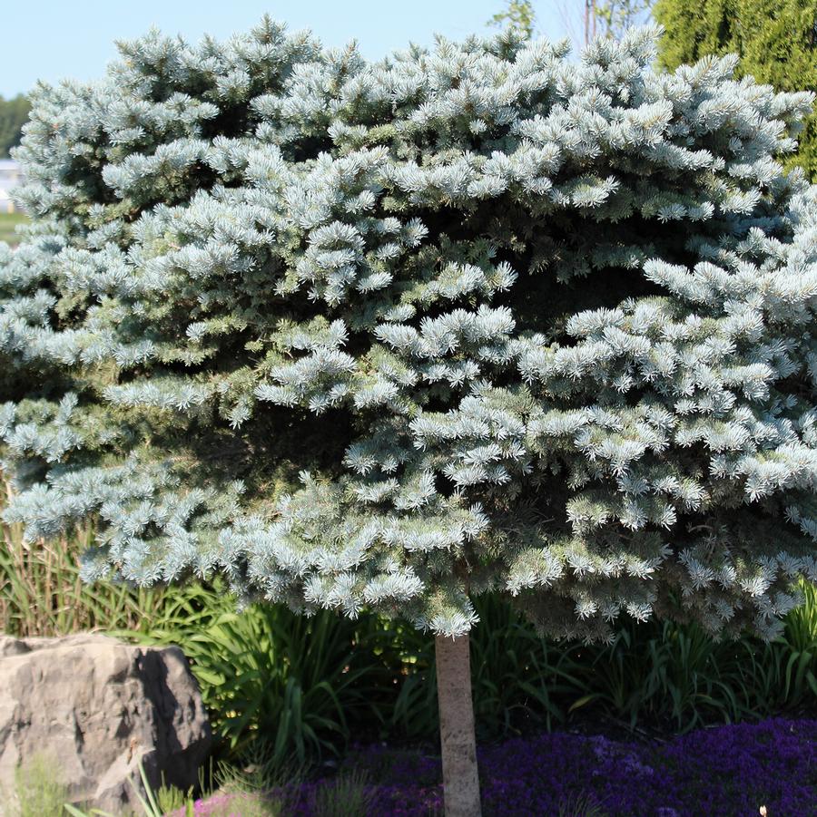 Globe Blue Spruce - Standard