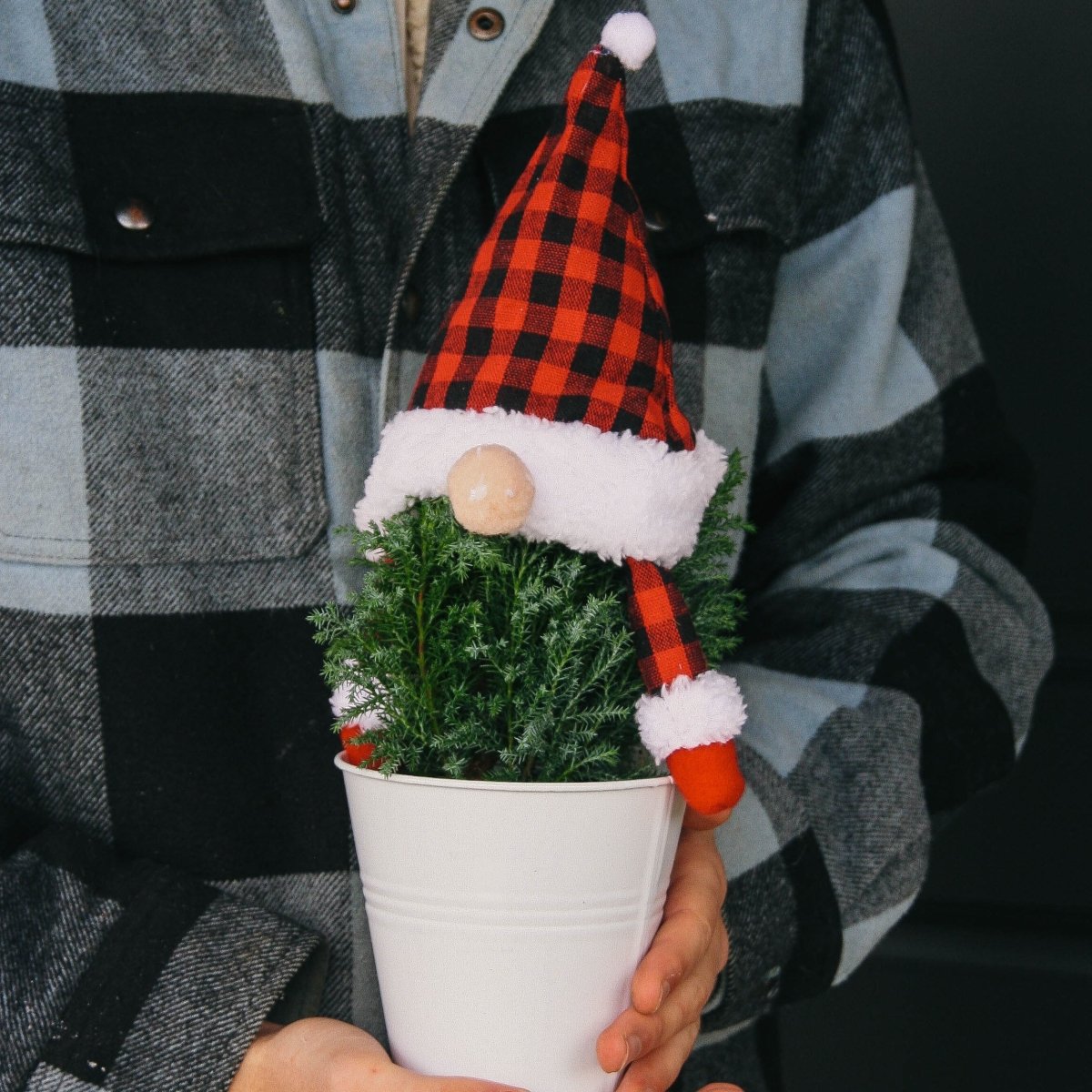 Gnome Cypress - 5 Inch Tin Pot - LandscapeDirect