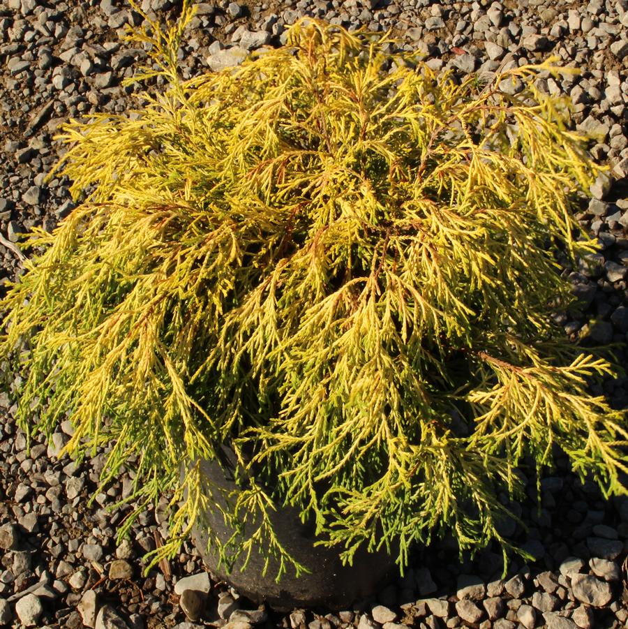 Gold Charm False Cypress - LandscapeDirect