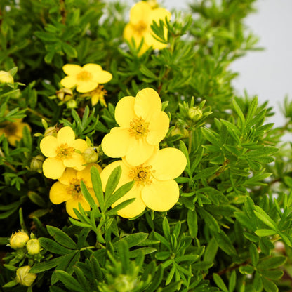 Gold Finger Cinquefoil - LandscapeDirect