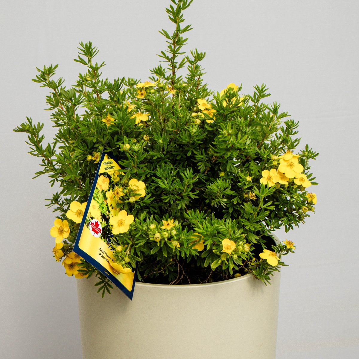 Gold Finger Cinquefoil - LandscapeDirect