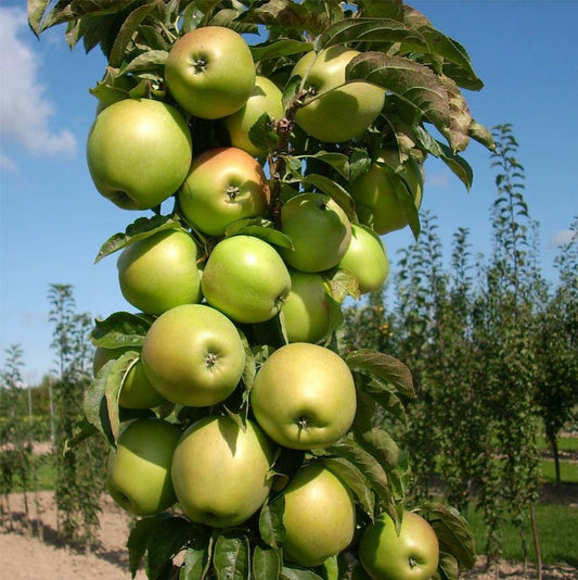 Golden Sentinel Apple