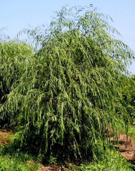 Golden Weeping Willow
