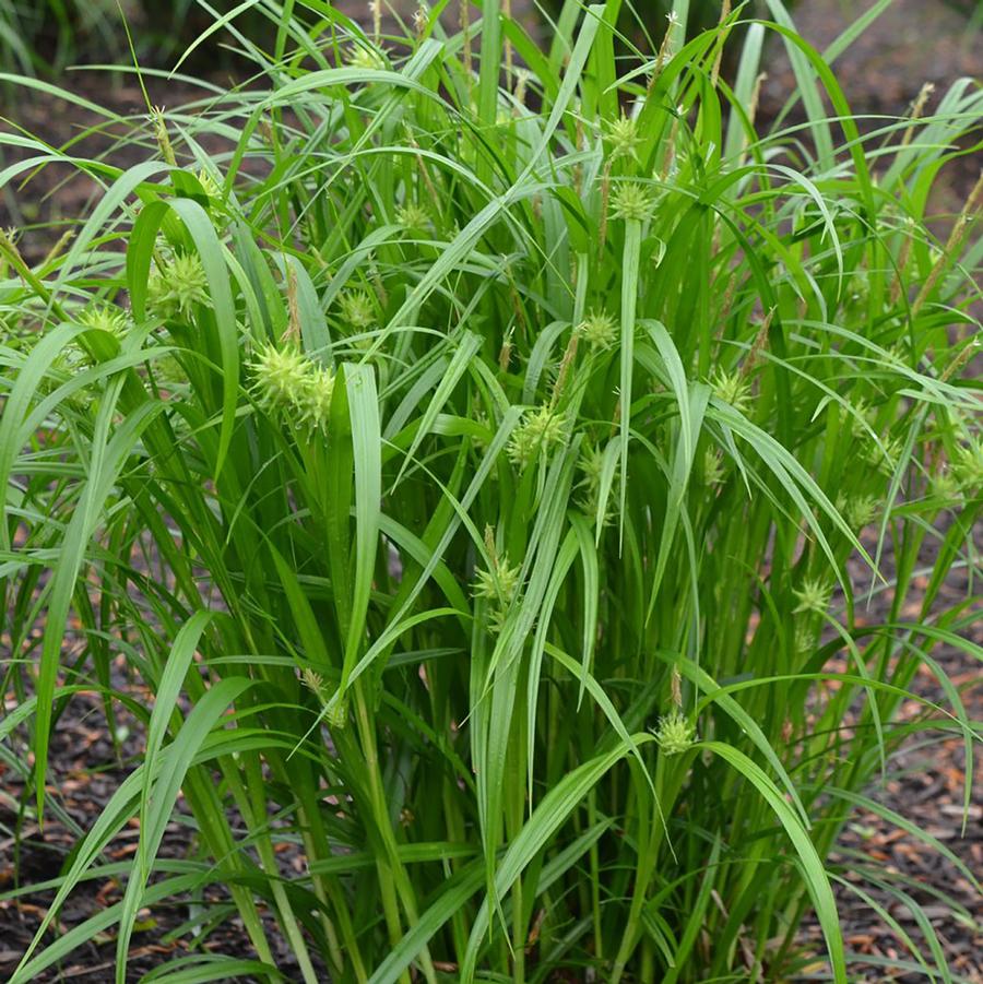 Gray's Sedge - LandscapeDirect