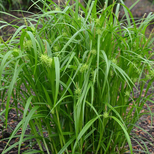 Gray's Sedge - LandscapeDirect