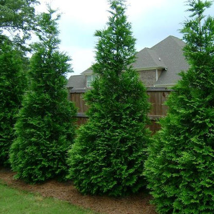 Green Giant Western Red Cedar Tree - LandscapeDirect