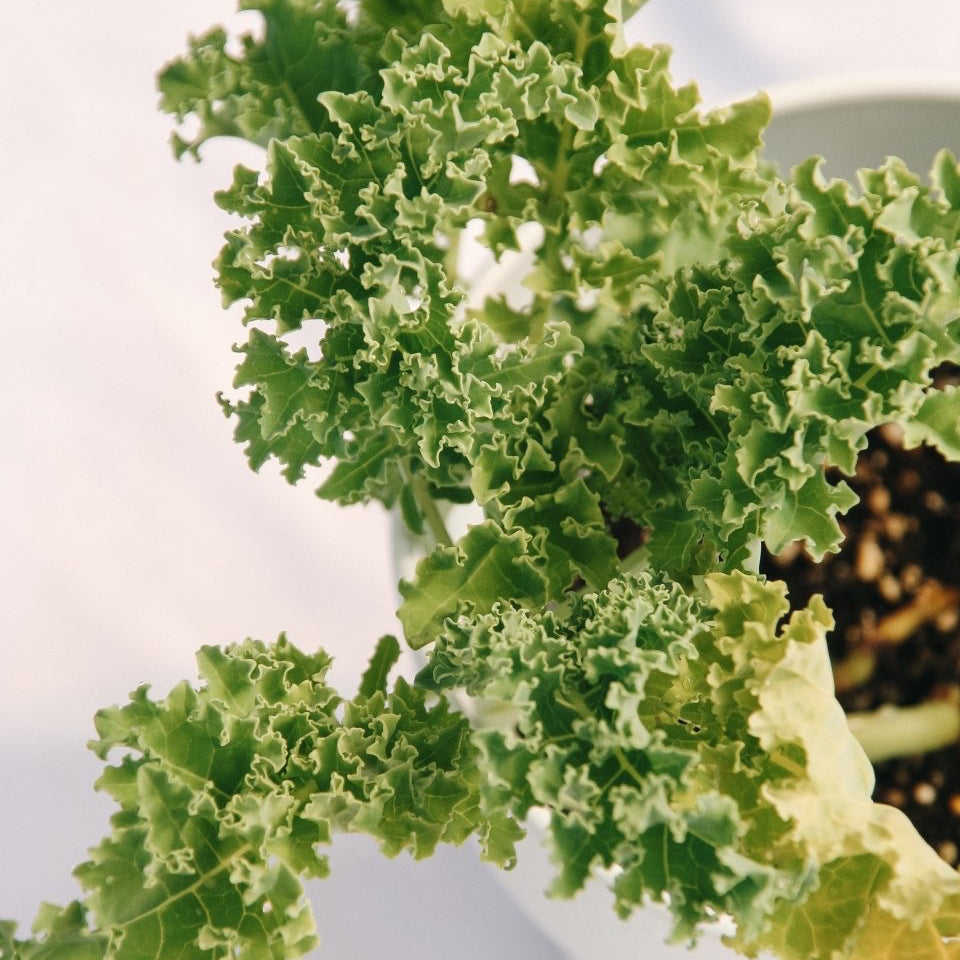 Green Kale - LandscapeDirect