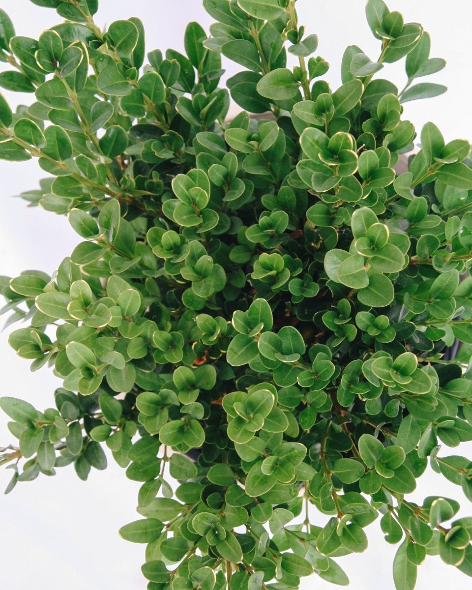 Green Velvet Boxwood - LandscapeDirect