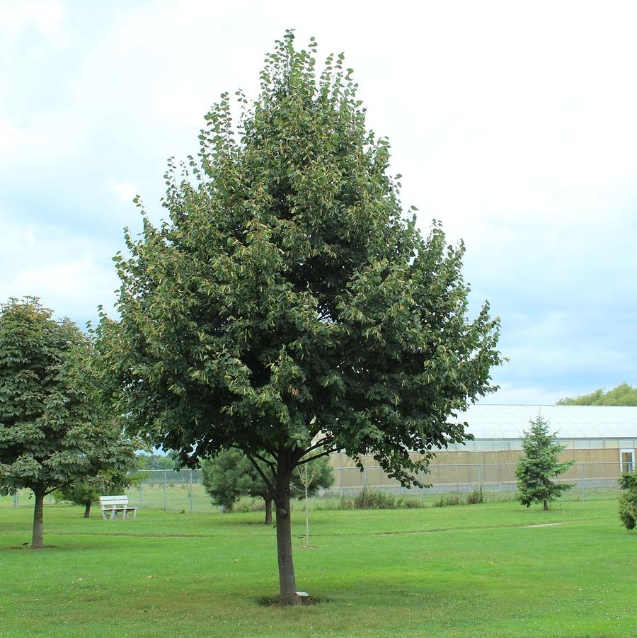 Greenspire Littleleaf Linden