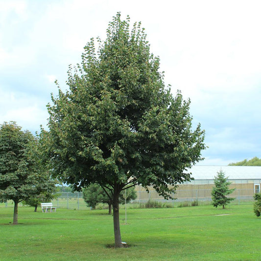 Greenspire Littleleaf Linden