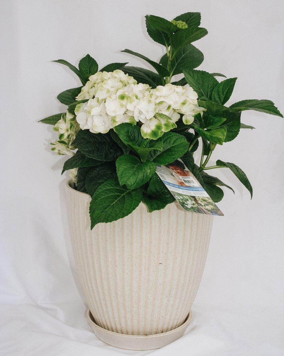 Grin and Tonic Hydrangea - LandscapeDirect