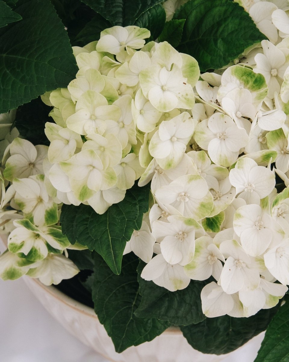 Grin and Tonic Hydrangea - LandscapeDirect