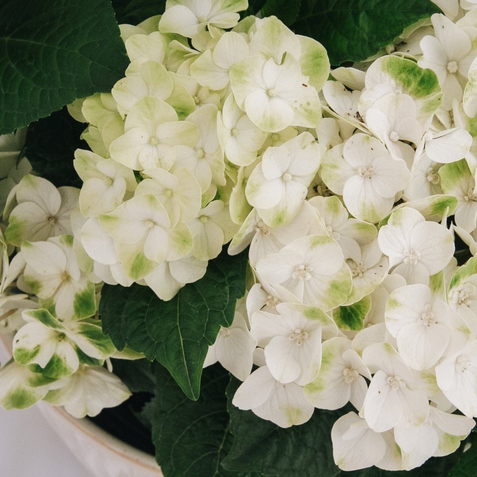 Grin and Tonic Hydrangea - LandscapeDirect