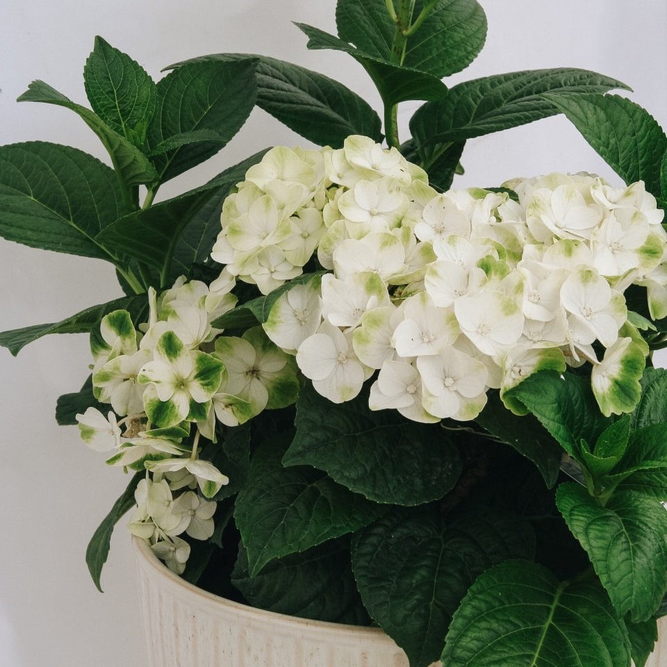 Grin and Tonic Hydrangea - LandscapeDirect