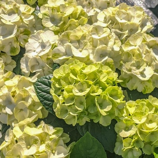 Grin and Tonic Hydrangea - LandscapeDirect