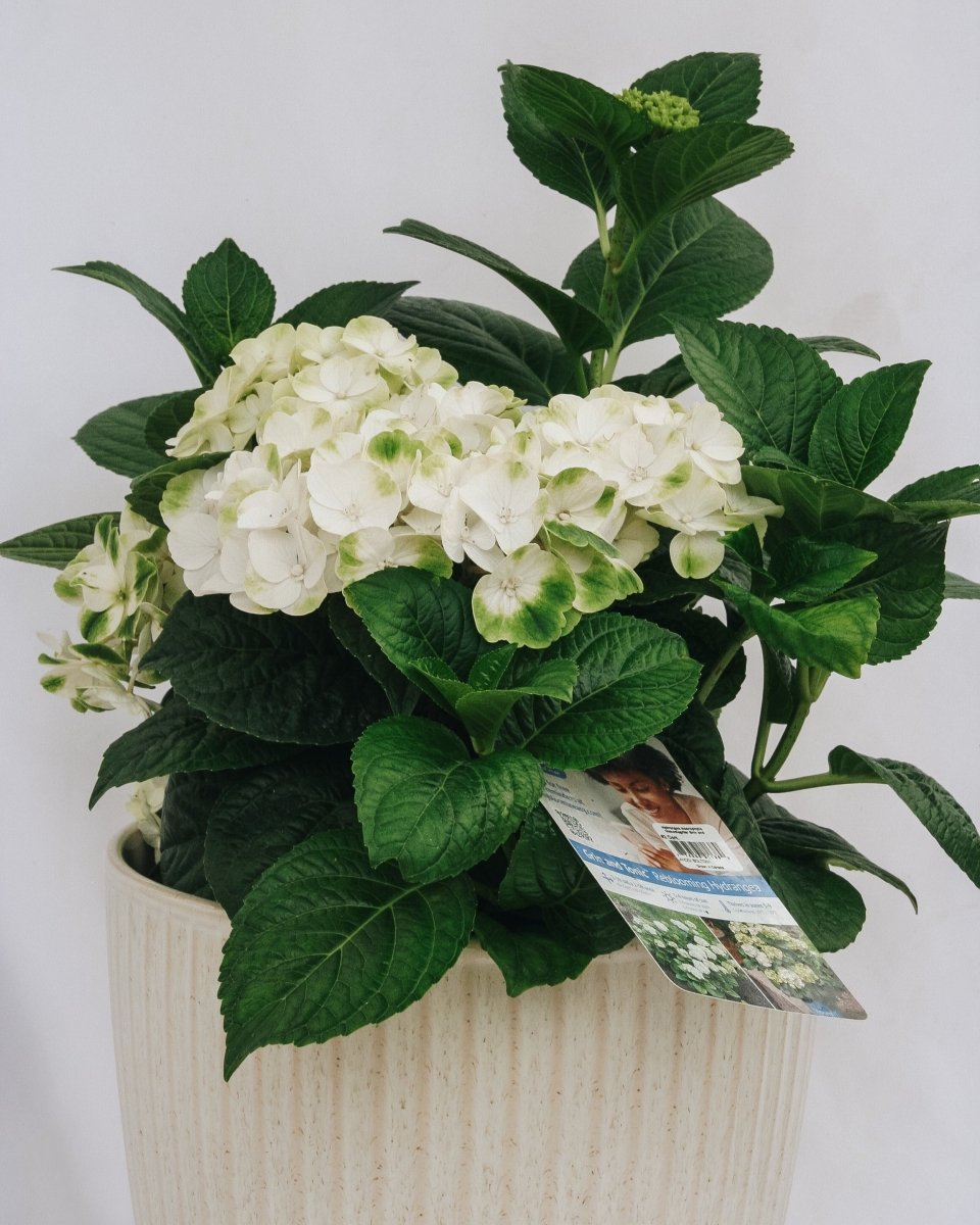 Grin and Tonic Hydrangea - LandscapeDirect