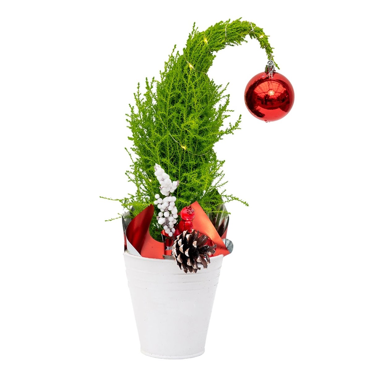 Grinch Lemon Cypress Tree - 5 Inch Tin Pot - LandscapeDirect