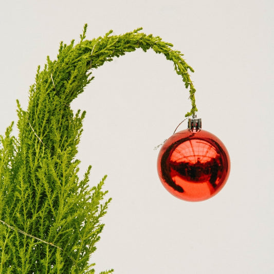 Grinch Lemon Cypress Tree - 5 Inch Tin Pot - LandscapeDirect