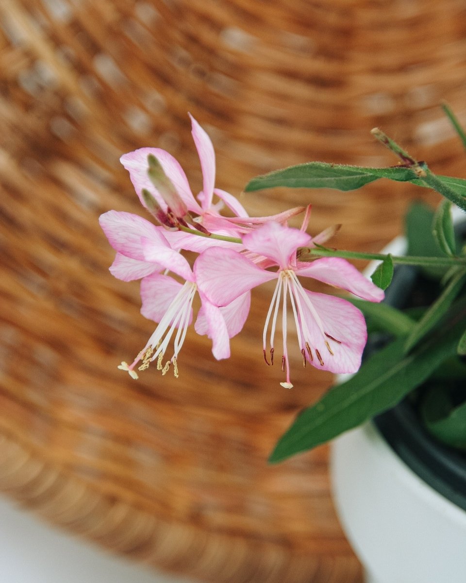 Guara Stratosphere Pink Picotee - LandscapeDirect