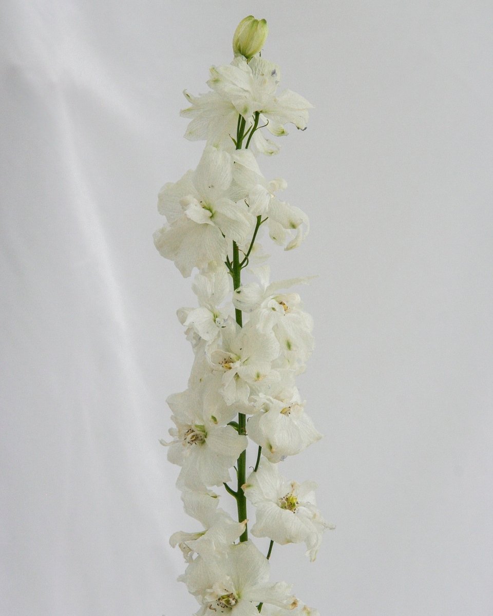 Guardian White Larkspur - LandscapeDirect