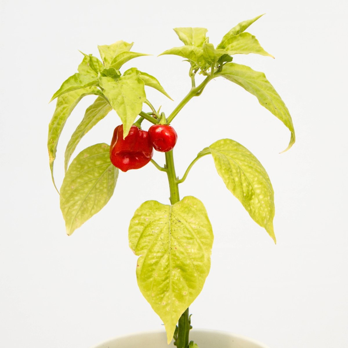Habanero Pepper - LandscapeDirect