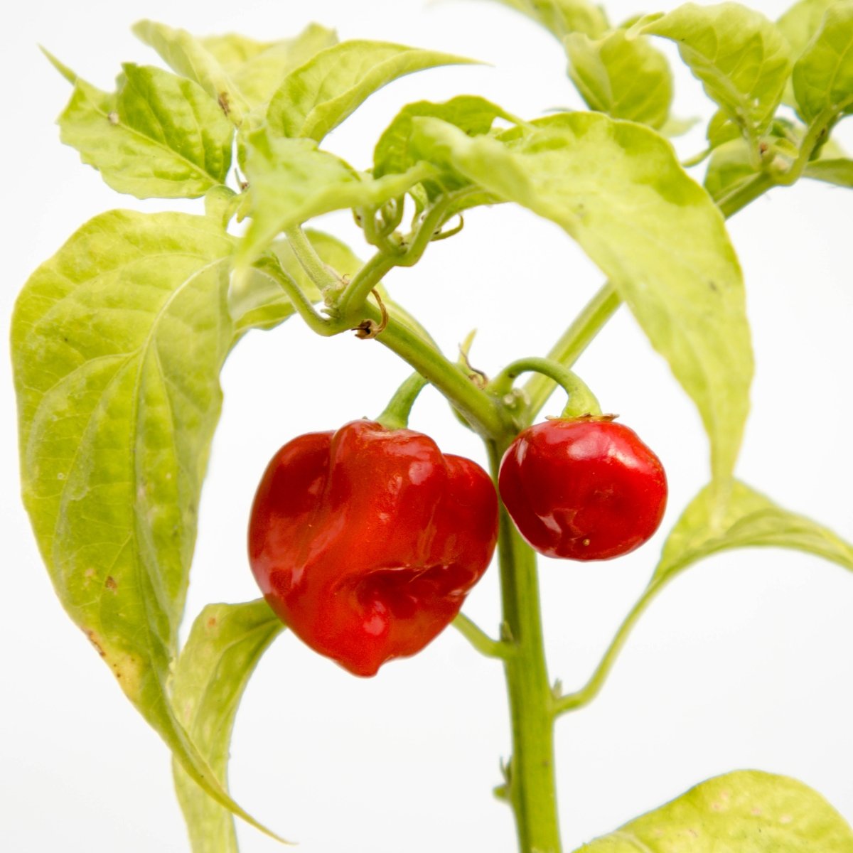 Habanero Pepper - LandscapeDirect