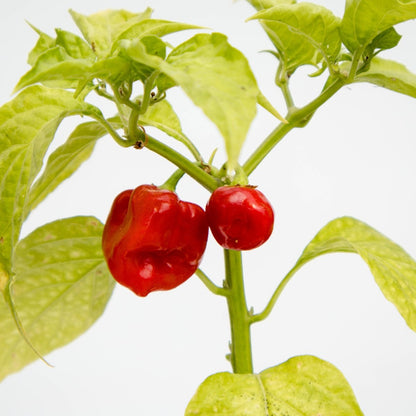 Habanero Pepper - LandscapeDirect
