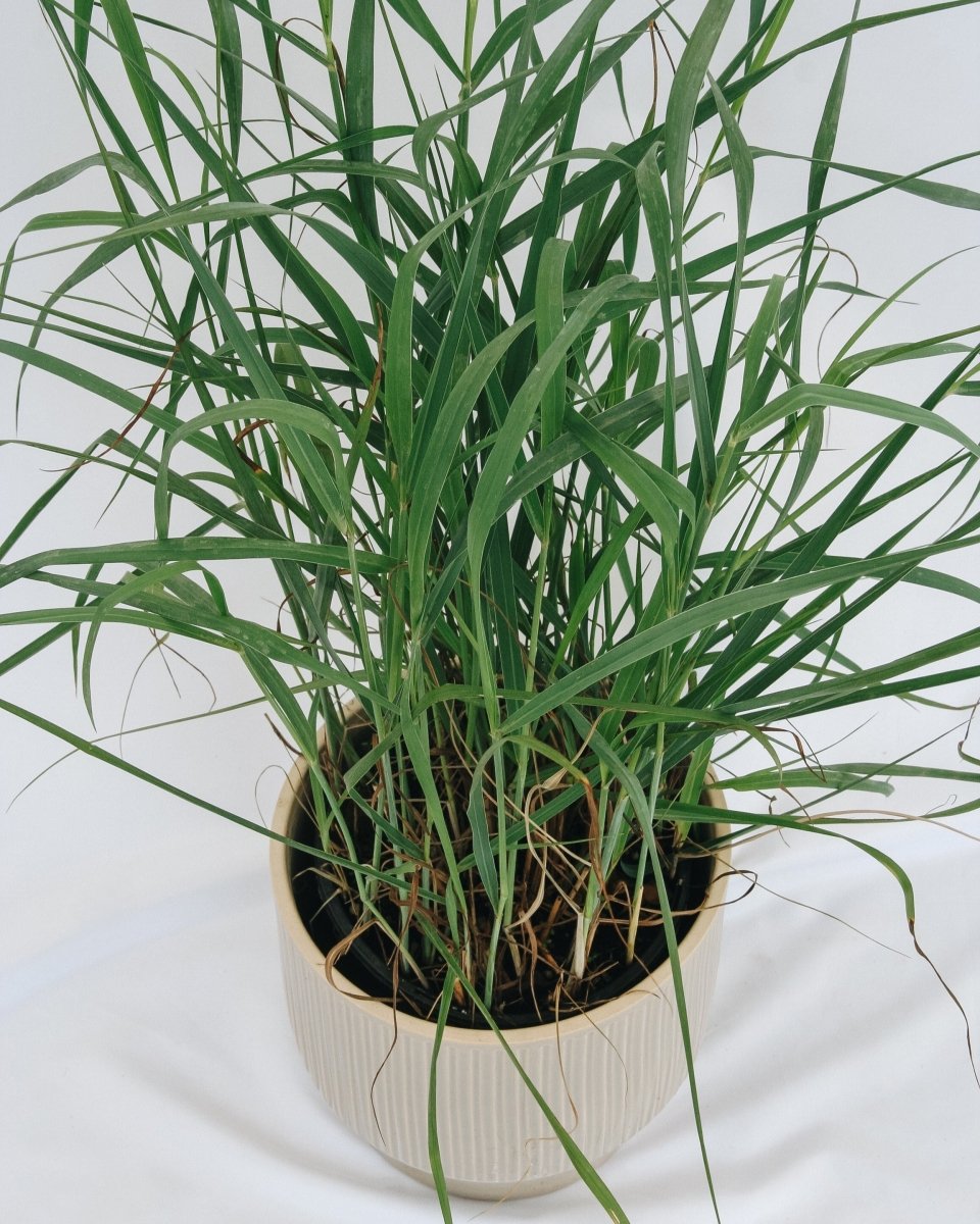 Heavy Metal Switchgrass - LandscapeDirect