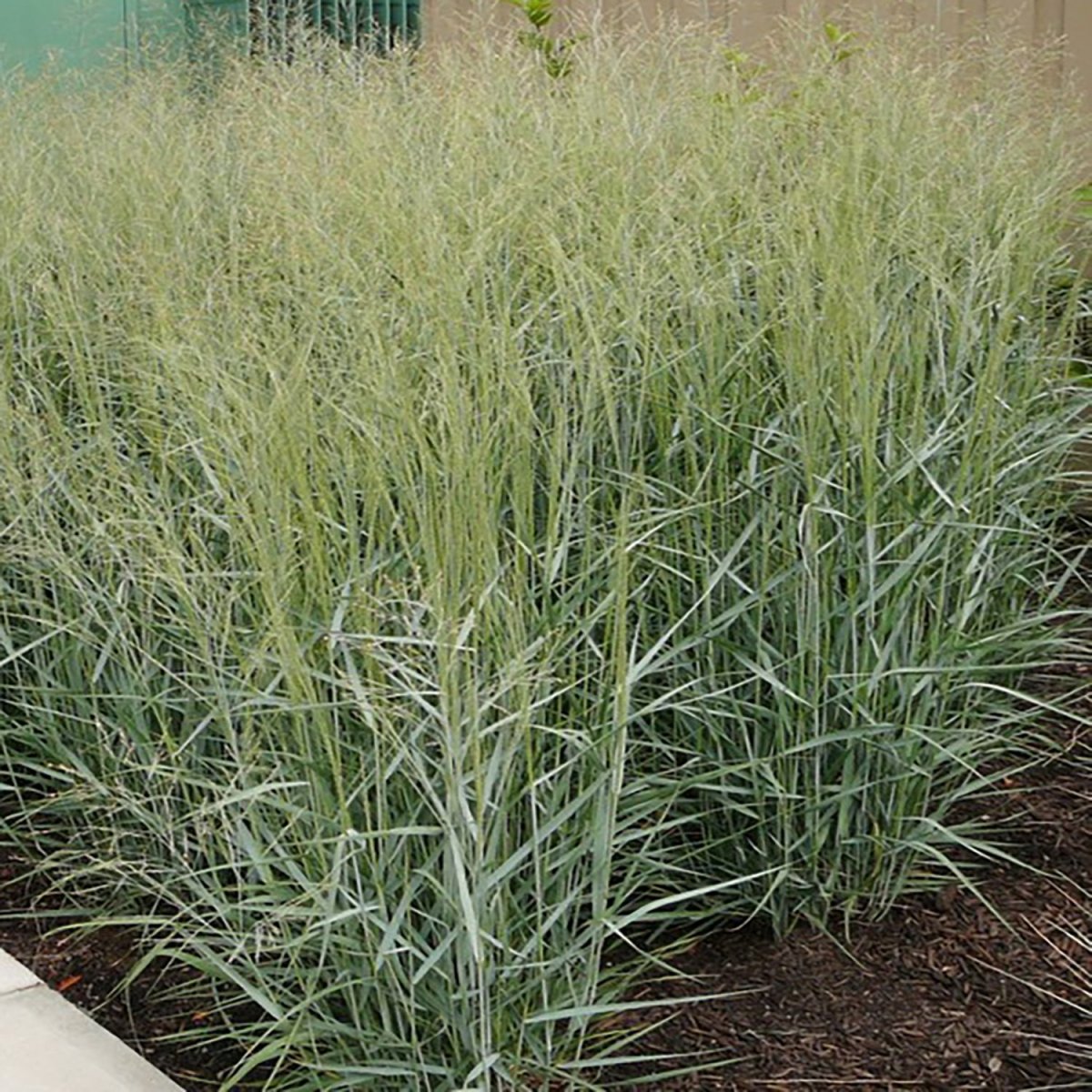 Heavy Metal Switchgrass - LandscapeDirect