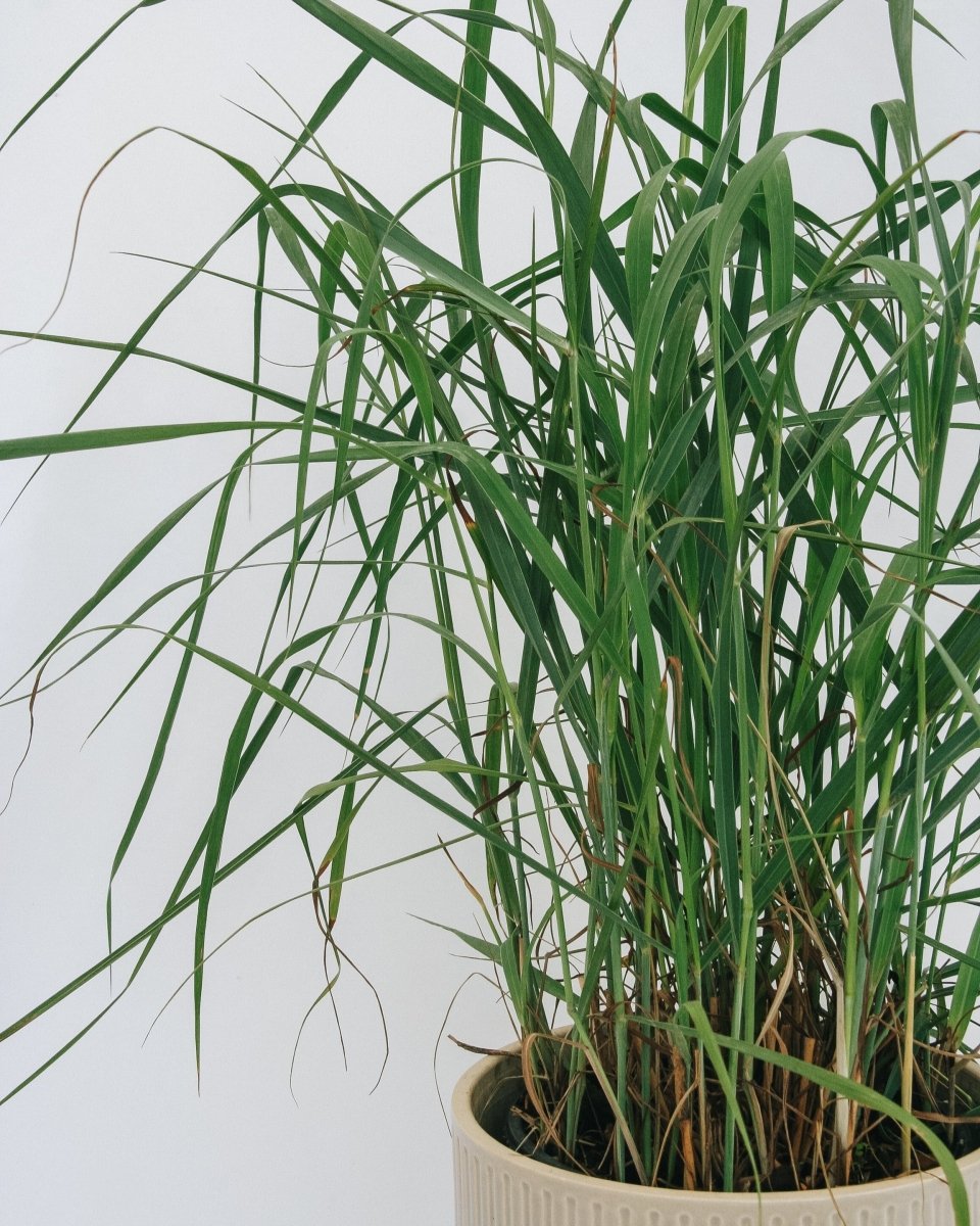 Heavy Metal Switchgrass - LandscapeDirect