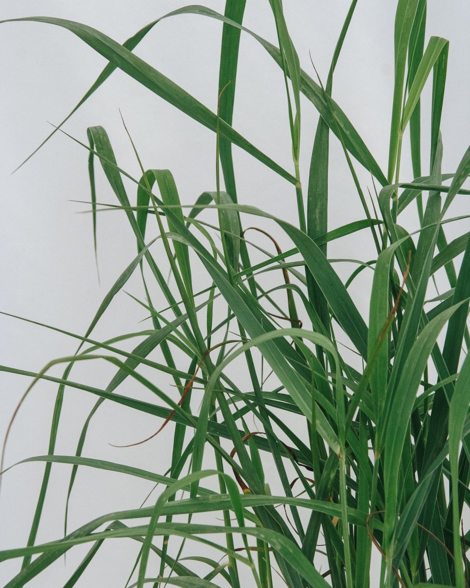 Heavy Metal Switchgrass - LandscapeDirect