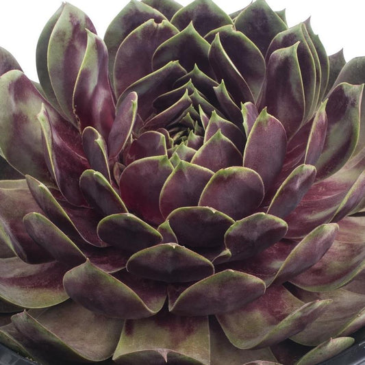 Fire Quartz Hens and Chicks