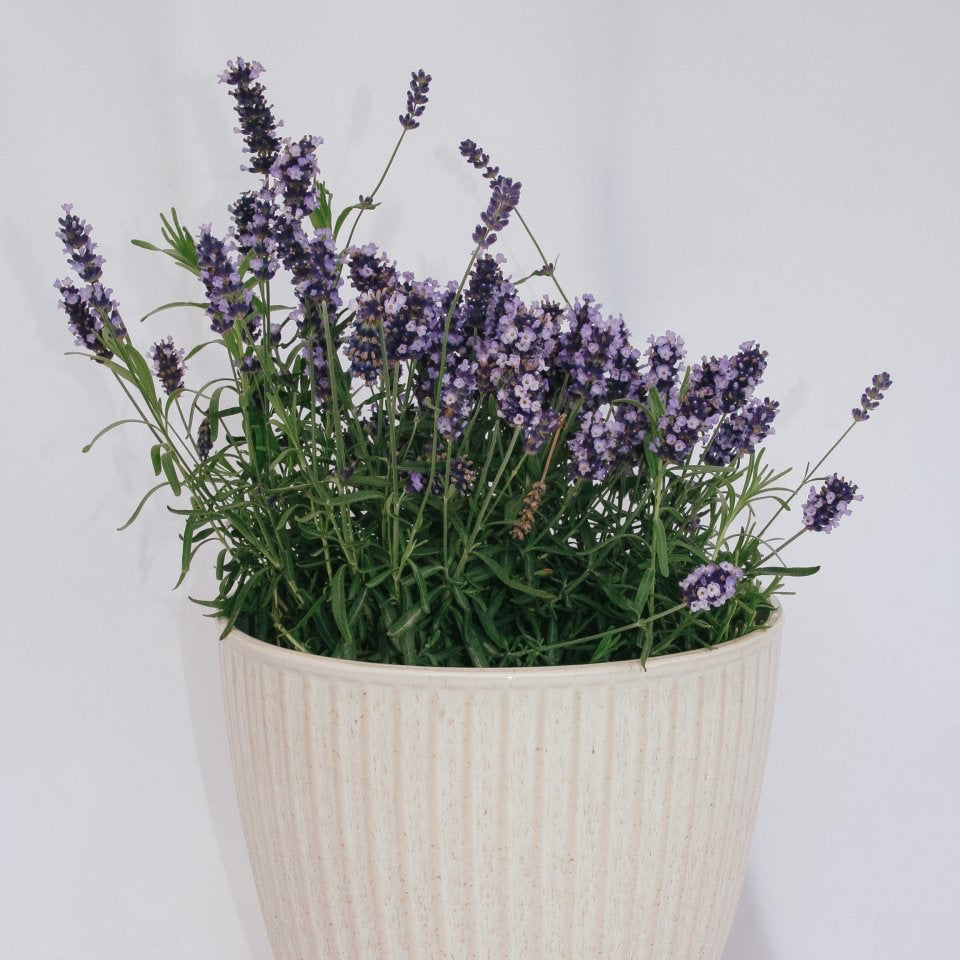 Hidcote Blue English Lavender - LandscapeDirect
