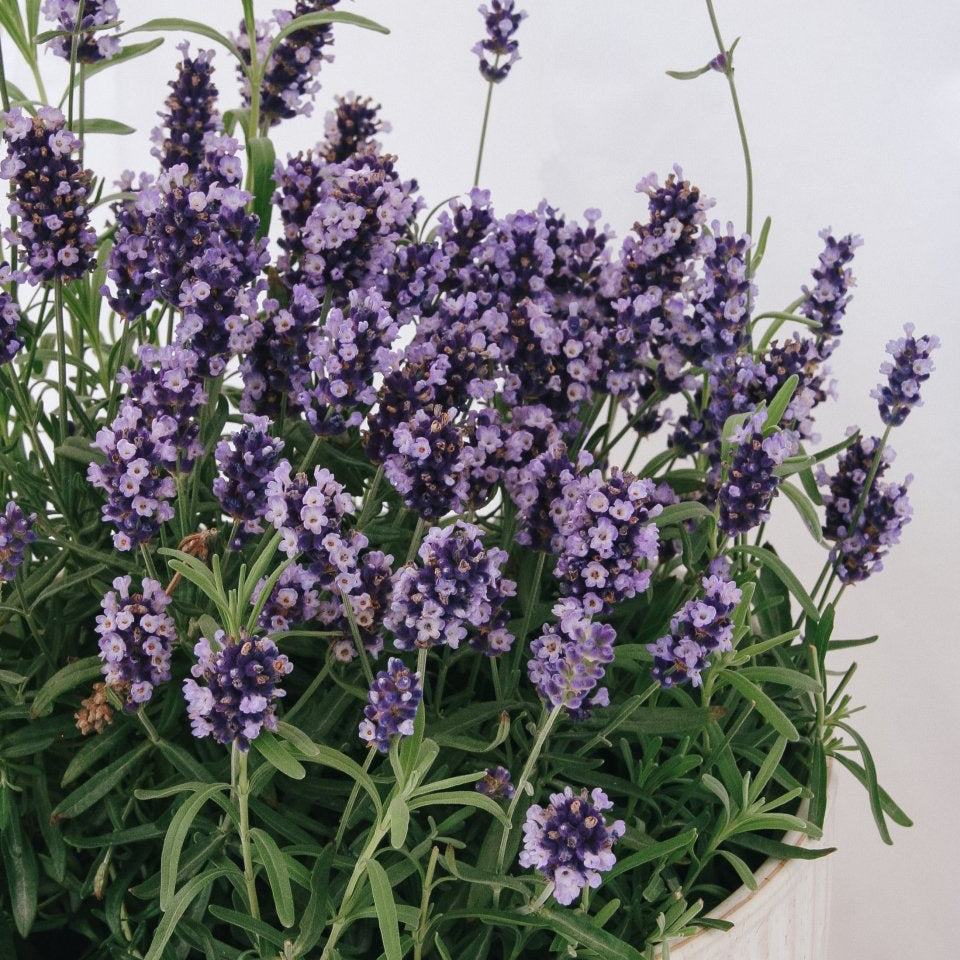 Hidcote Blue English Lavender - LandscapeDirect