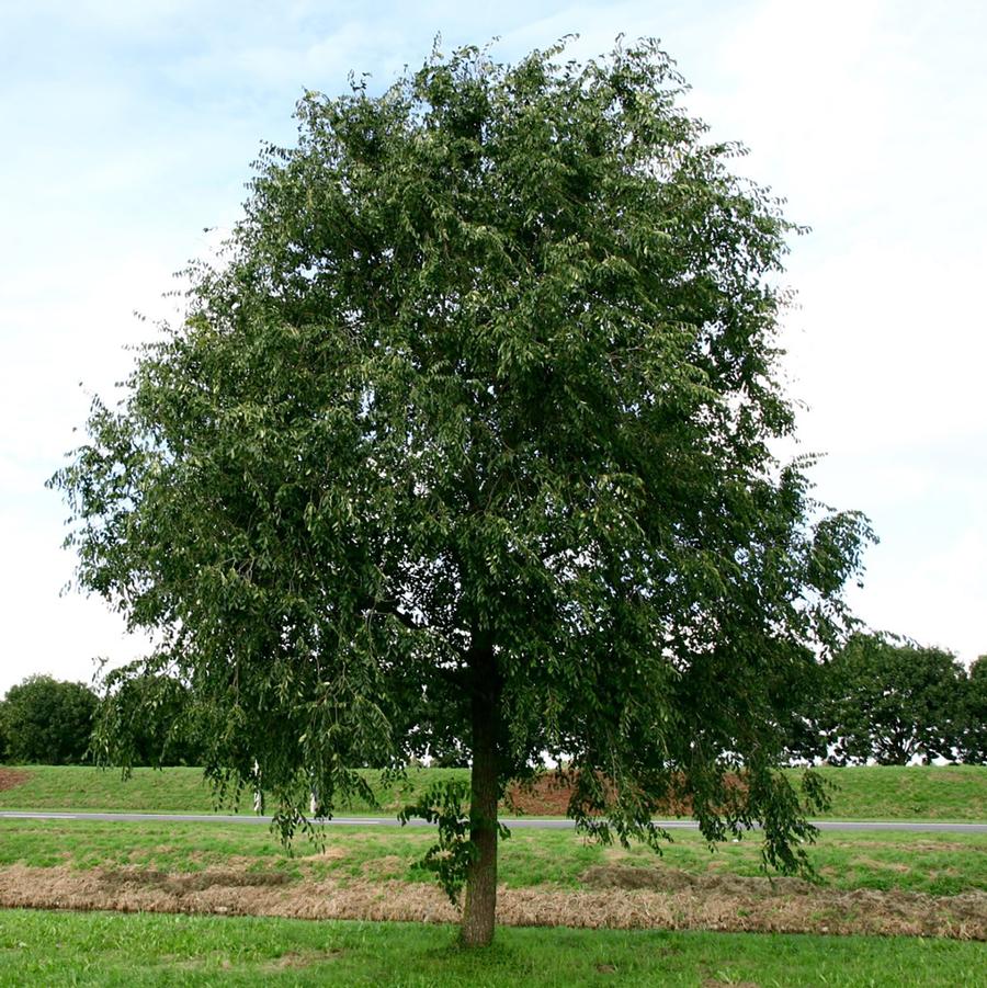 Homestead Elm