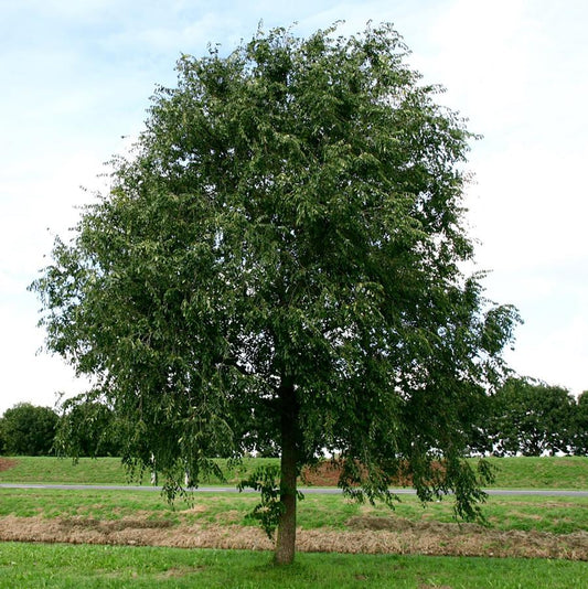 Homestead Elm