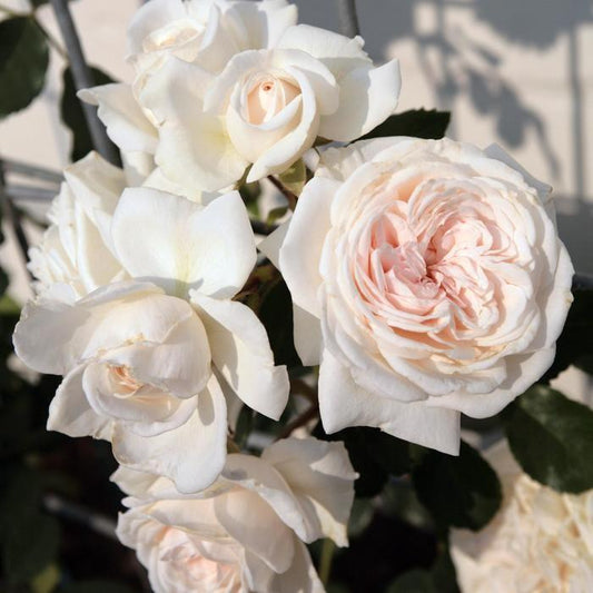 Honeymoon Arborose Rose