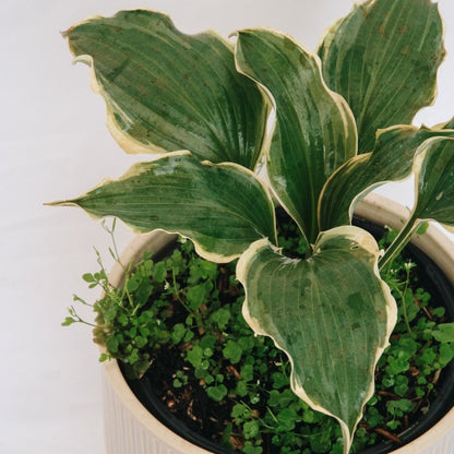 Hope Springs Eternal Plantain Lily - LandscapeDirect
