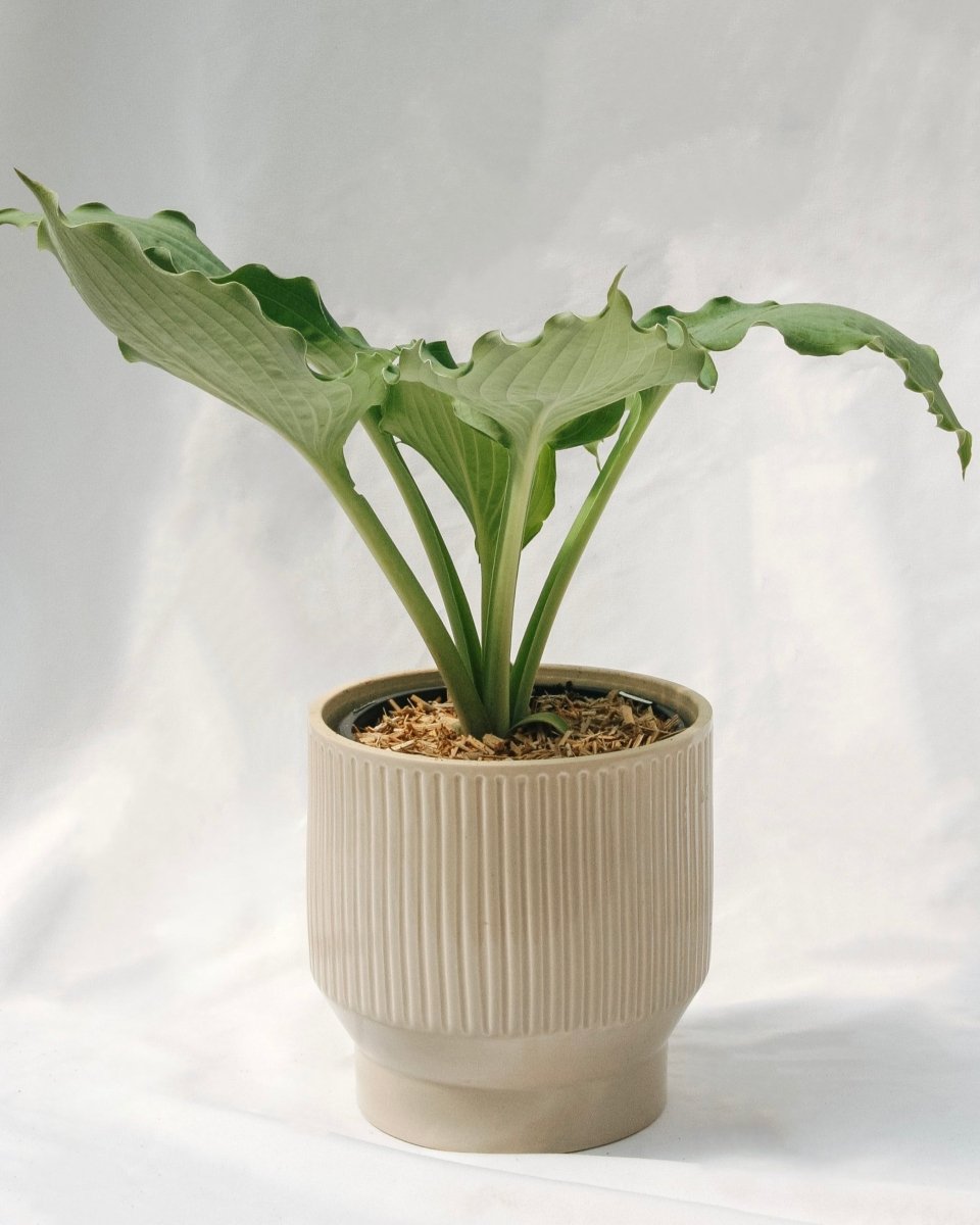 Hosta Diamond Lake - LandscapeDirect