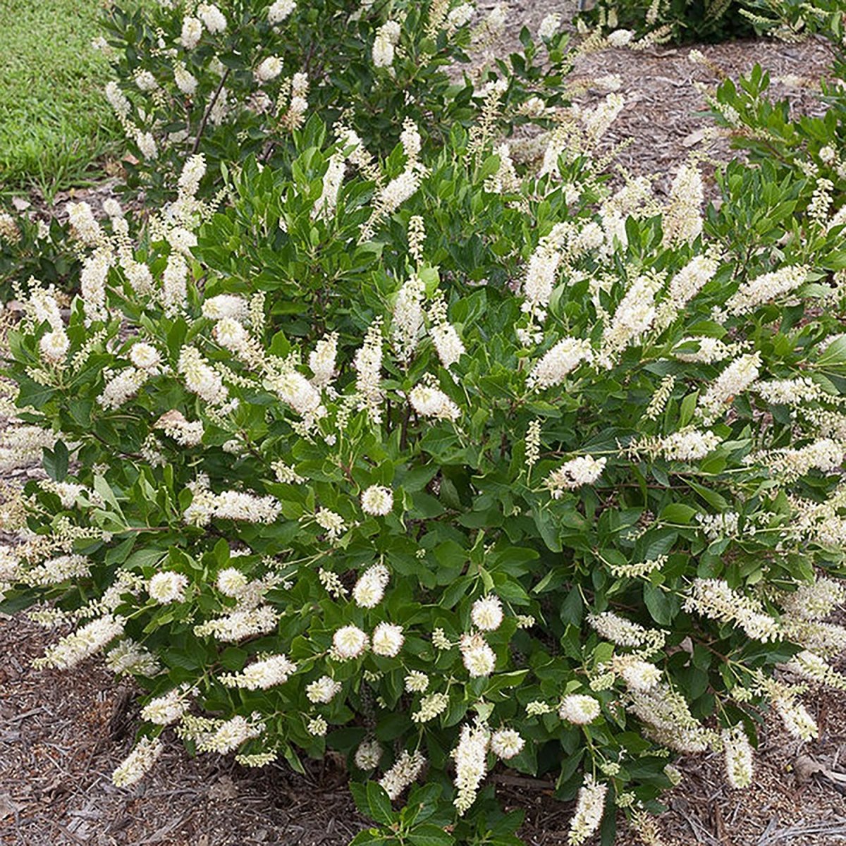 Hummingbird Summersweet - LandscapeDirect