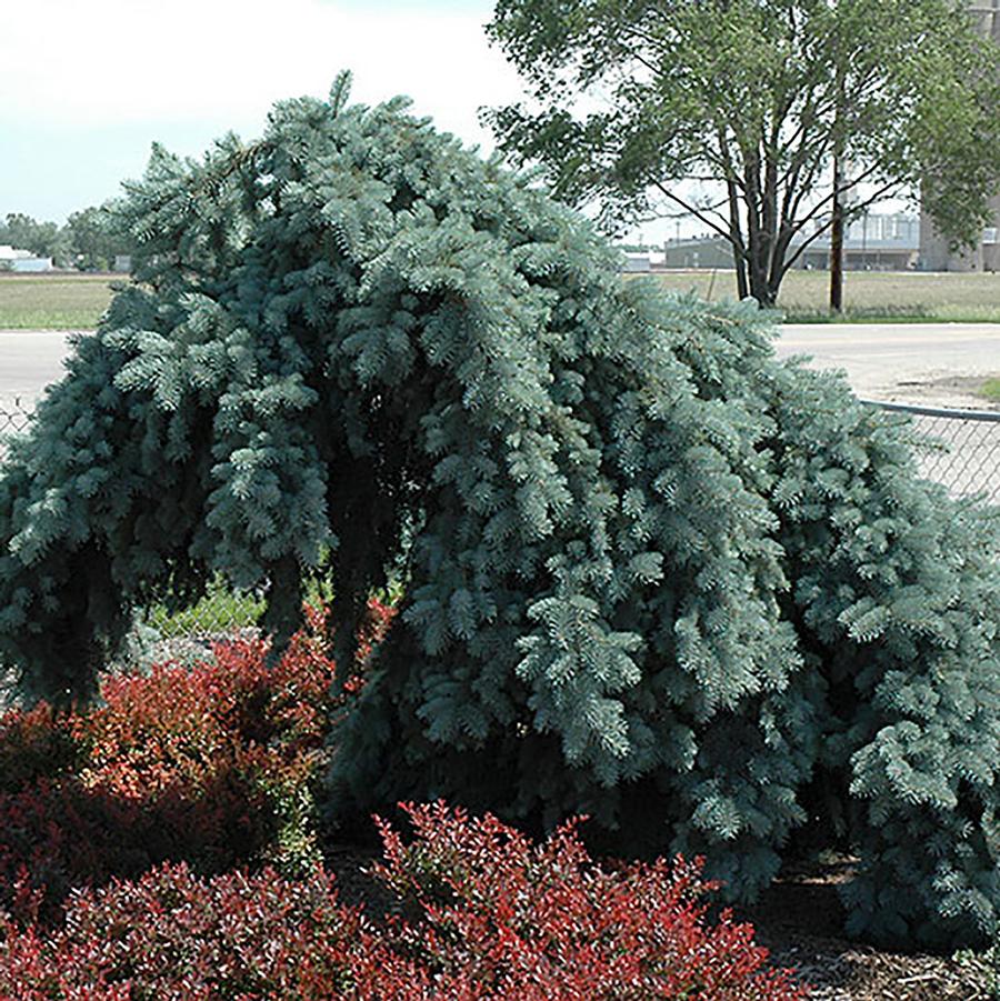 Ice Floe Colorado Spruce
