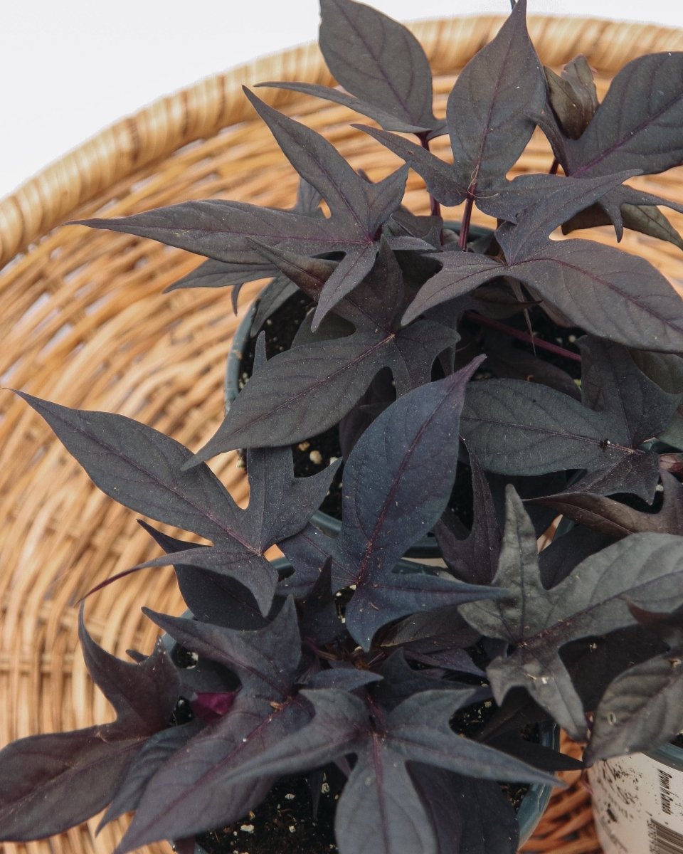 Ipomoea Sweet Caroline Raven - LandscapeDirect