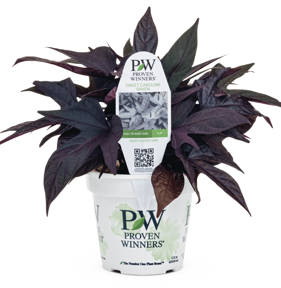 Ipomoea Sweet Caroline Raven - LandscapeDirect