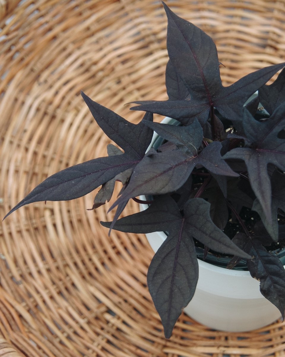 Ipomoea Sweet Caroline Raven - LandscapeDirect