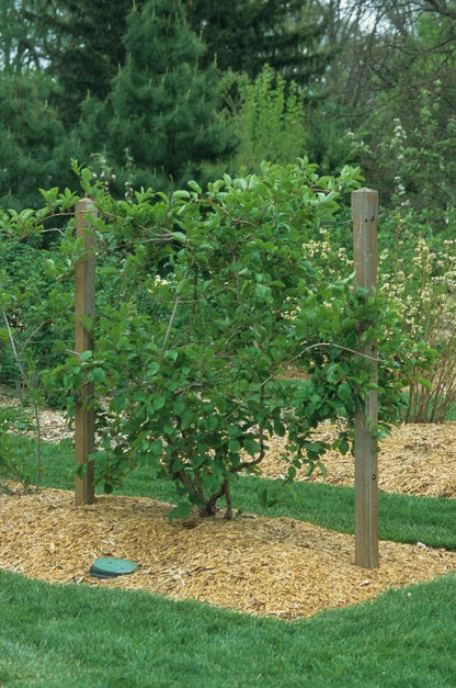 Issai Hardy Kiwi - LandscapeDirect